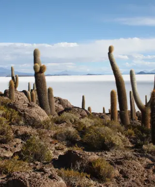 Bestaune die einzigartigen Kakteen